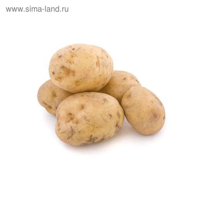 

Семенной картофель "Удача", 1 кг +/- 10%, 2 репр.,