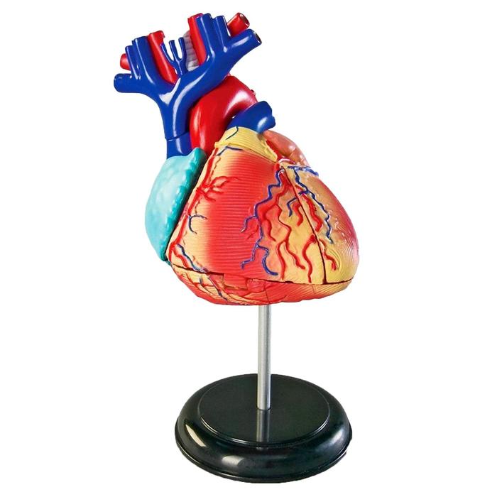 Развивающая игрушка «Анатомия человека. Сердце», 29 элемент