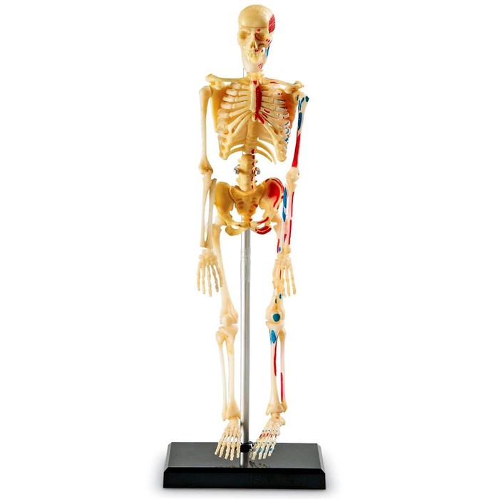 Развивающая игрушка «Анатомия человека. Скелет», 41 элемент