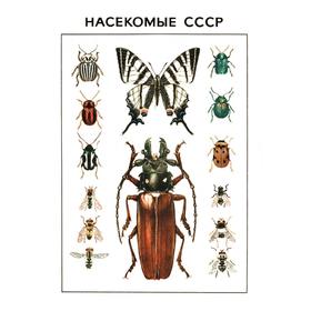 

Насекомые СССР Г. Н. Горностаев