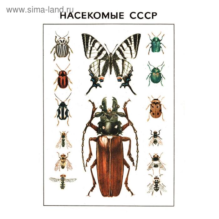 Насекомые СССР Г. Н. Горностаев