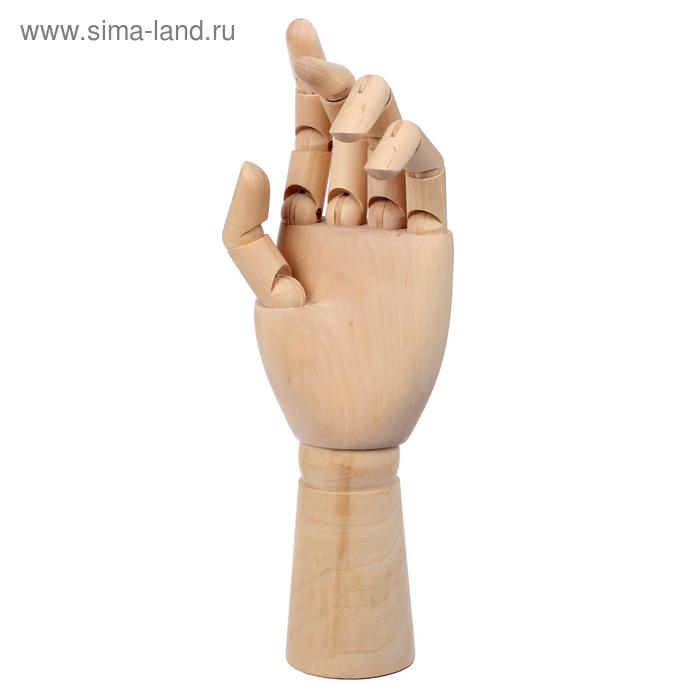 Модель деревянная рука, мужская, левая, 31 см модель деревянная рука мужская левая 31 см