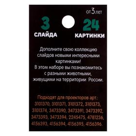 Слайды для проектора «Животные России», набор от Сима-ленд