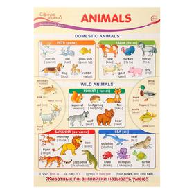

Плакат "Animals" А3