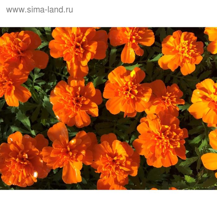 Семена цветов Бархатцы отклоненные Дюранго Оранж 1000 шт