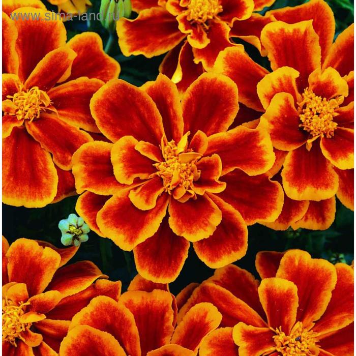 Семена цветов Бархатцы отклоненные Дюранго Флейм 1000 шт