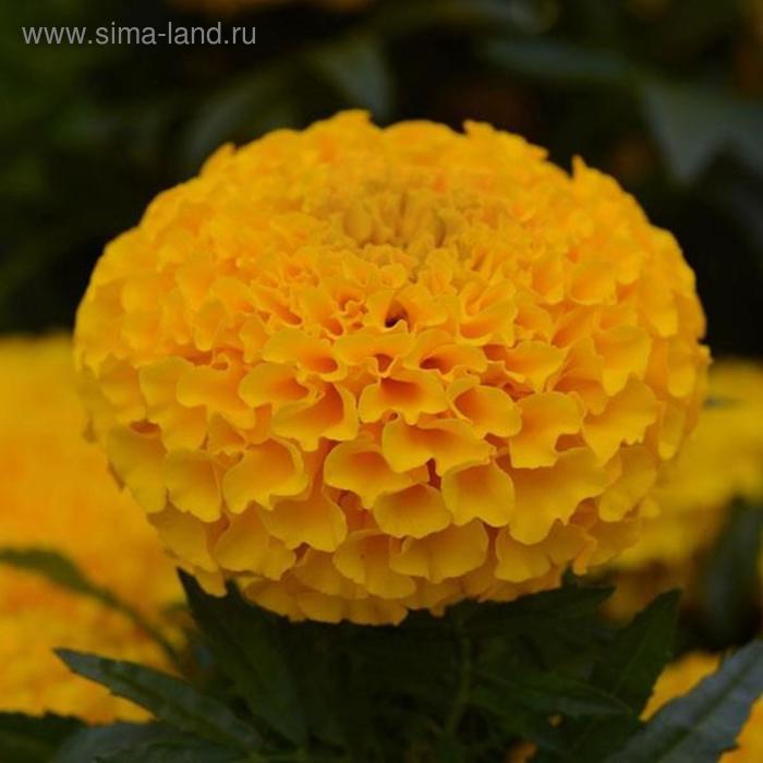 Семена цветов Бархатцы прямостоячие Тайшан Голд 1000 шт