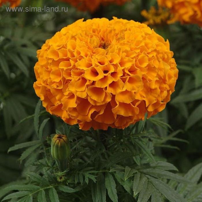 Семена цветов Бархатцы прямостоячие Тайшан Оранж 1000 шт