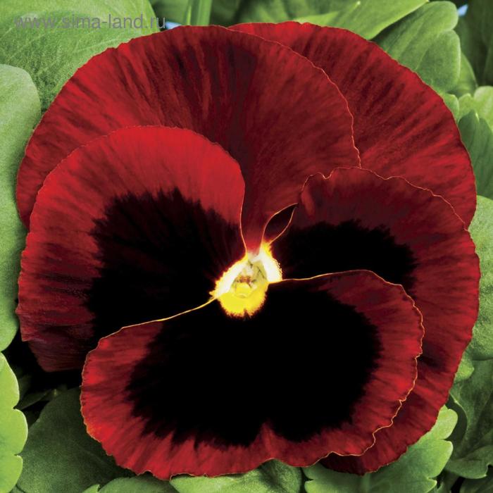 Семена цветов Виола виттрока Матрикс Ред Блотч 1000 шт