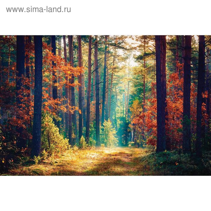 Фотосетка, 300 × 200 см, с фотопечатью, люверсы шаг 1 м, «Осенний лес» фотосетка 300 × 200 см с фотопечатью люверсы шаг 1 м терраса с красивым видом