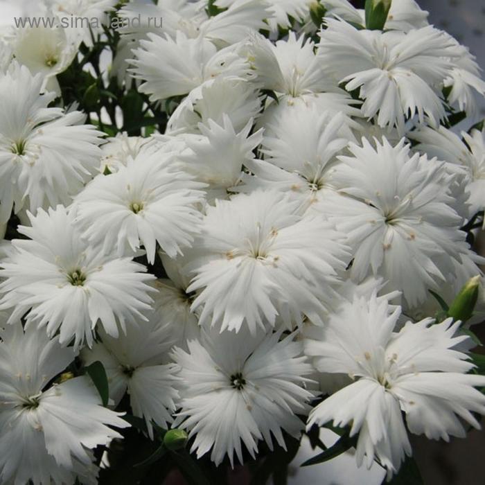 Семена цветов Гвоздика китайская Диана Вайт 500 шт