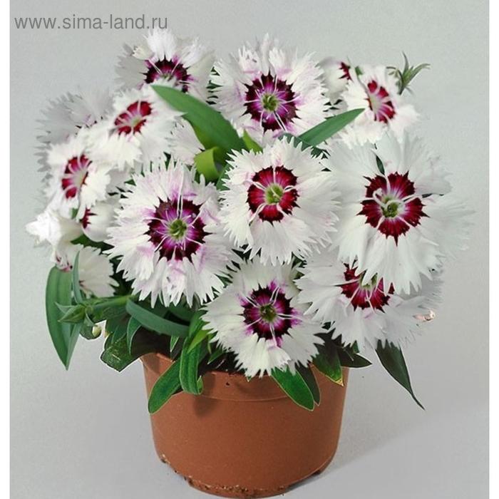 Семена цветов Гвоздика китайская Диана Лавинг Вайт 500 шт