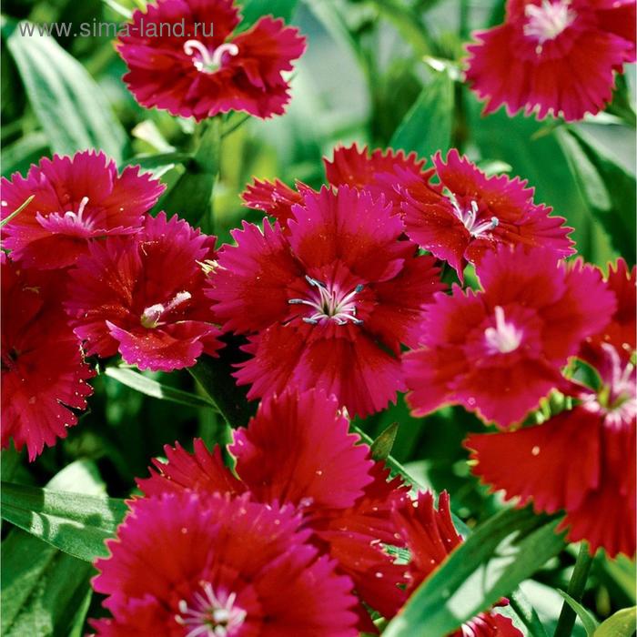 Семена цветов Гвоздика межвидовая Чиба Ред 500 шт