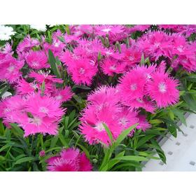 

Семена цветов Гвоздика межвидовая Элеганс Лавендер 500 шт