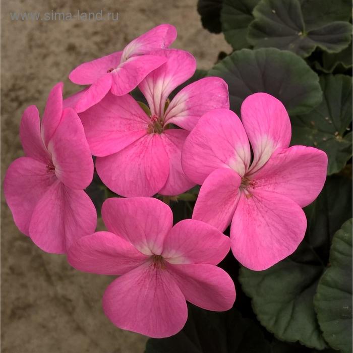 Семена цветов Пеларгония зональная Горизонт Роуз 100 шт