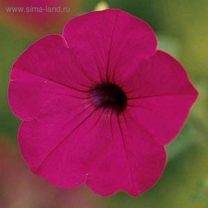 Семена цветов Петуния ампельная многоцветковая Тидал Вейв Пурпл 100 шт