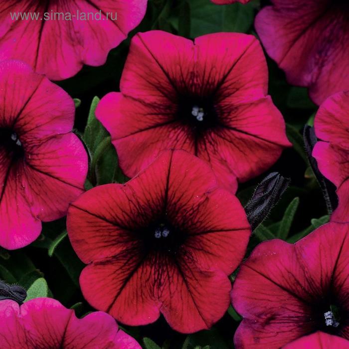 Семена цветов Петуния ампельная многоцветковая Шок Вейв Дип Пурпл 100 шт