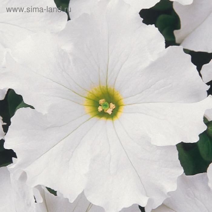 Семена цветов Петуния Дримс Вайт 1000 шт
