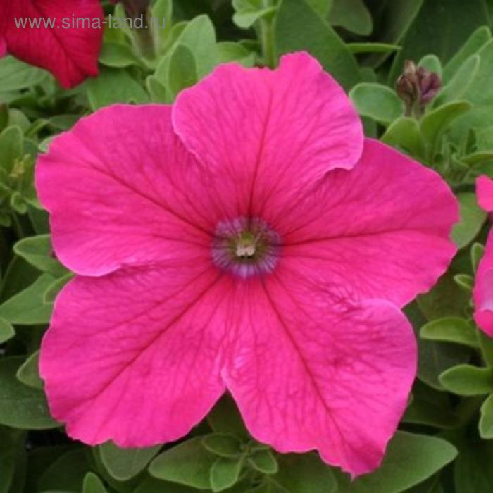Семена цветов Петуния крупноцветковая Призма Брайт Роуз 1000 шт
