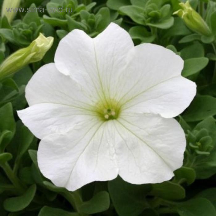 Семена цветов Петуния крупноцветковая Призма Вайт 1000 шт