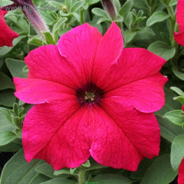 Семена цветов Петуния крупноцветковая Призма Дип Роуз 1000 шт