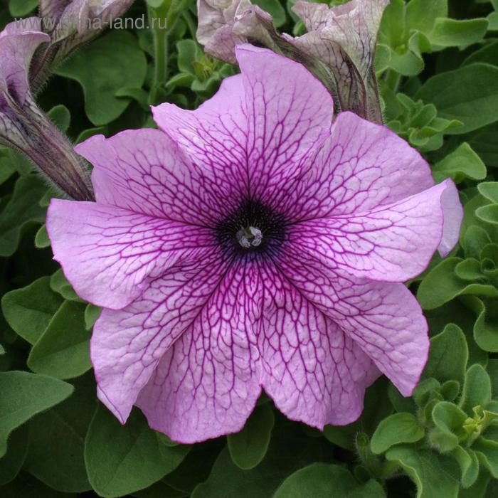 Семена цветов Петуния крупноцветковая Призма Дьюберри Сандей 1000 шт