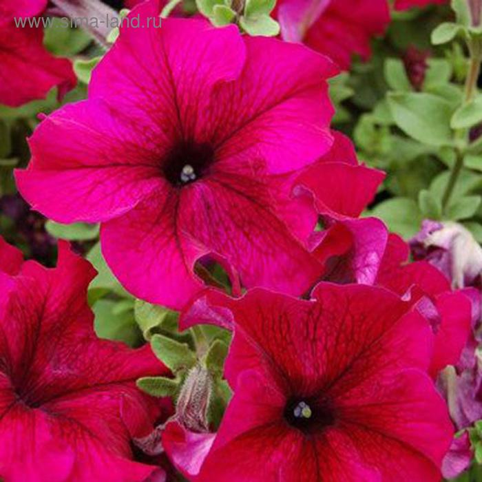 Семена цветов Петуния крупноцветковая Призма Руби 1000 шт