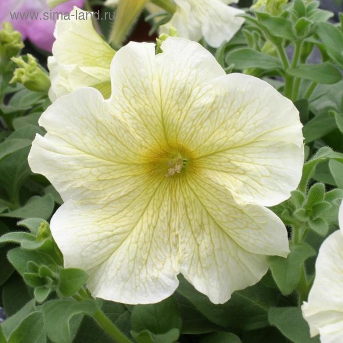 Семена цветов Петуния крупноцветковая Призма Саншайн 1000 шт