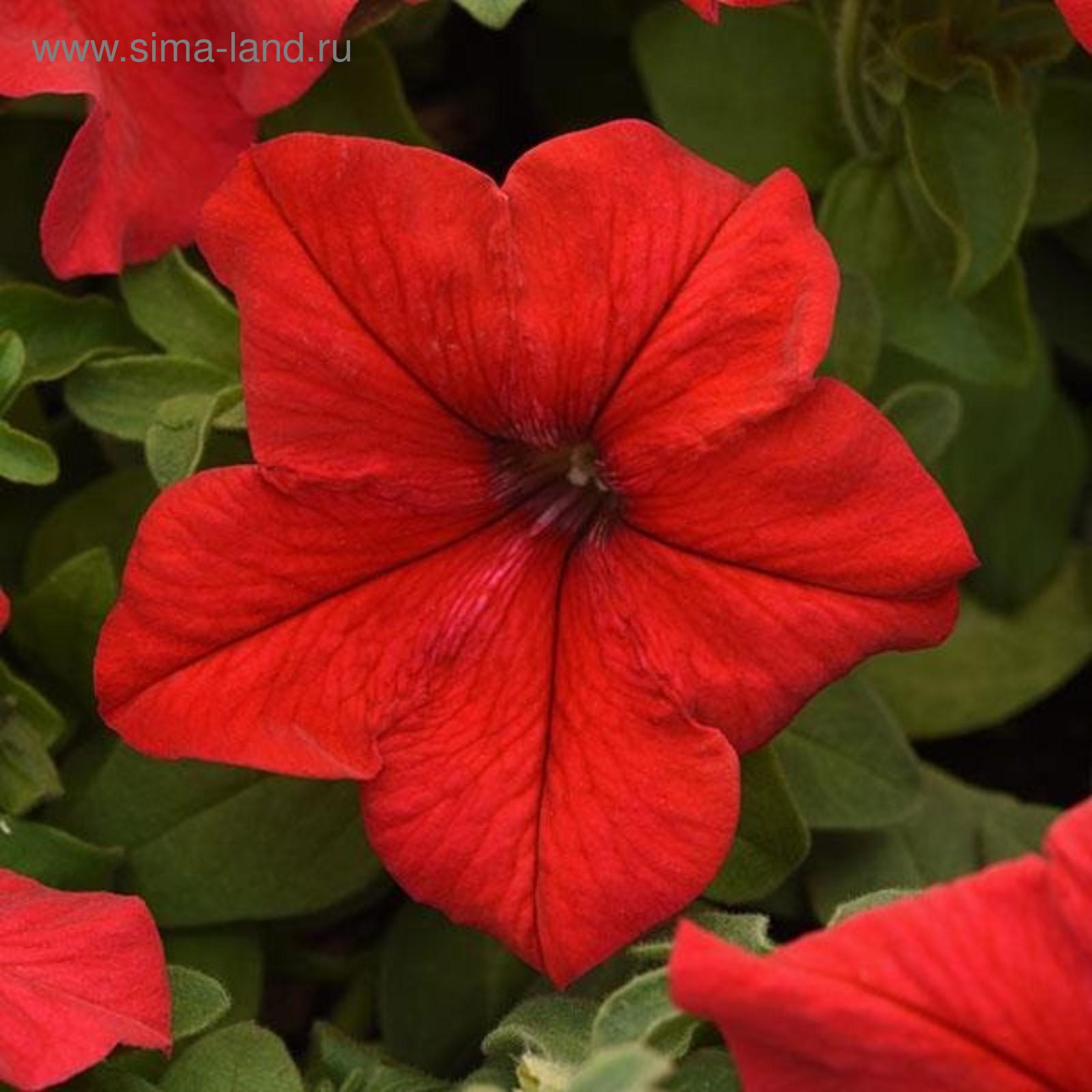 Семена цветов Петуния крупноцветковая Суперкаскад Ред 1000 шт (4877116) -  Купить