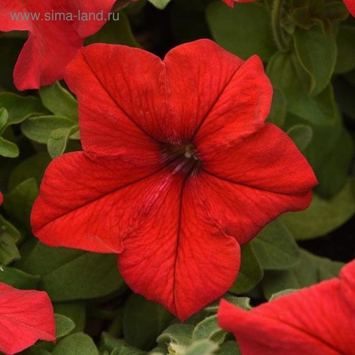 Семена цветов Петуния крупноцветковая Суперкаскад Ред 1000 шт