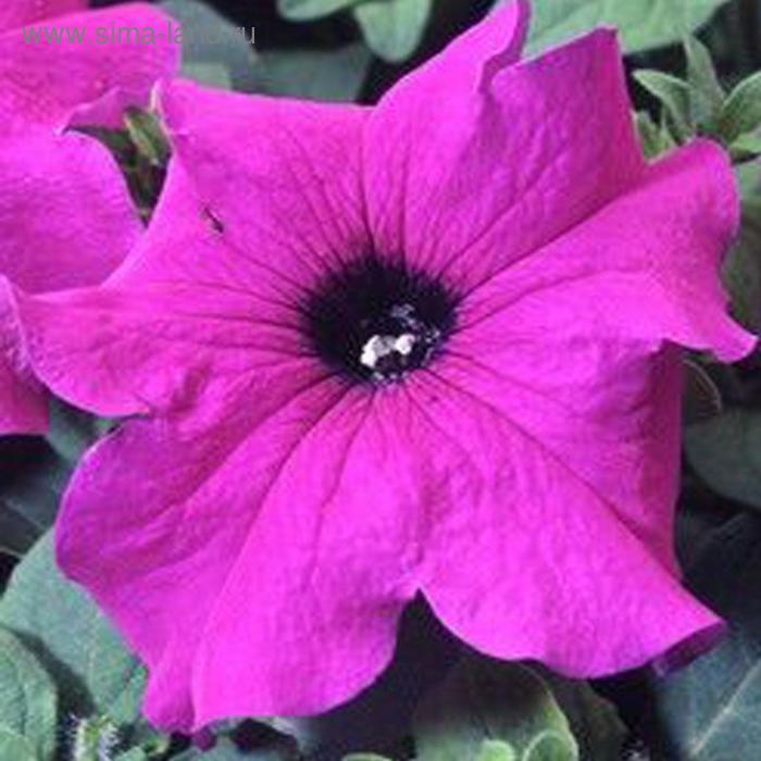Семена цветов Петуния крупноцветковая Танго Виолет 1000 шт