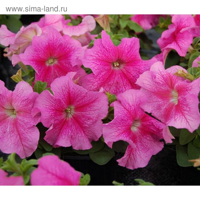 Семена цветов Петуния крупноцветковая Танго Пинк 1000 шт