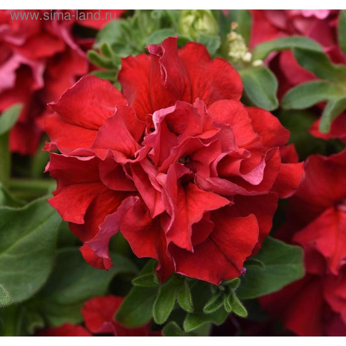 Семена цветов Петуния махровая крупноцветковая Дабл Каскад Валентина 500 шт