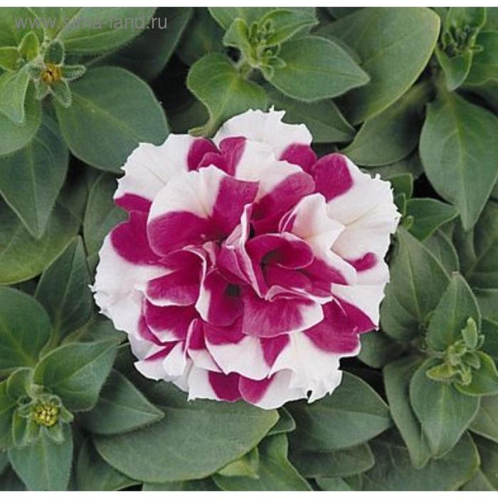 Семена цветов Петуния махровая многоцветковая Дуо Роуз Вайт 1000 шт