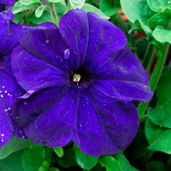 Семена цветов Петуния многоцветковая Ламбада Блю 1000 шт