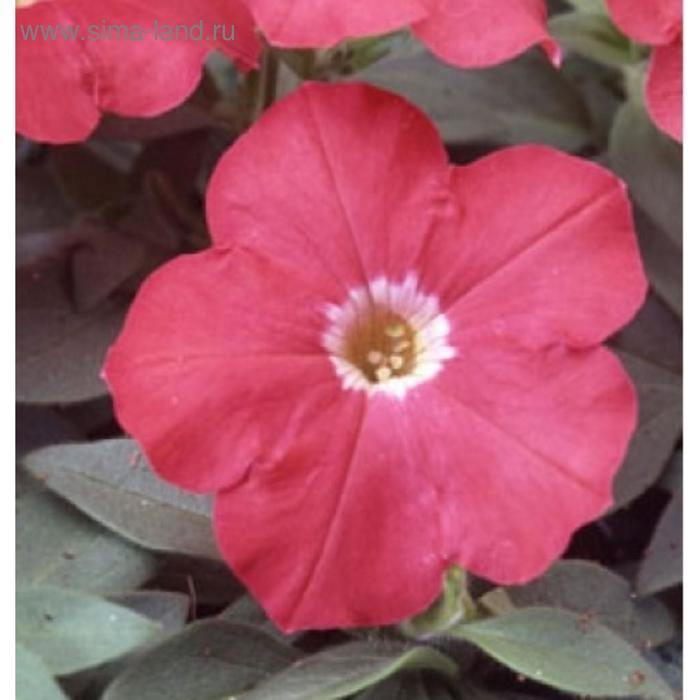 Семена цветов Петуния многоцветковая Ламбада Скарлет 1000 шт