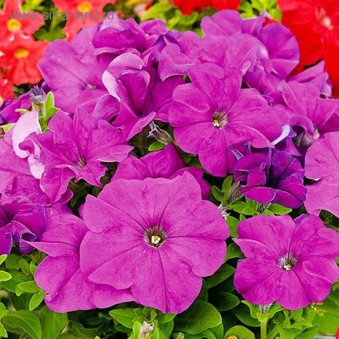 Семена цветов Петуния многоцветковая Мамбо GP Виолет 1000 шт