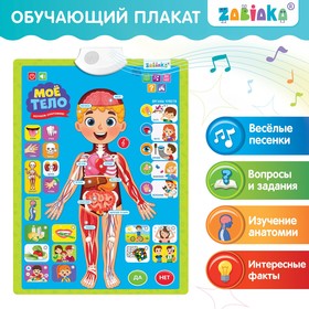 Обучающий плакат «Изучаем анатомию: Моё тело» Ош