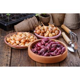 

Набор Лук севок Чувашия, смесь, 1 кг (+/- 10%)