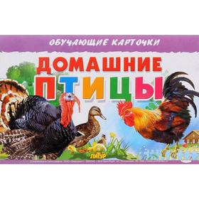 

Домашние птицы