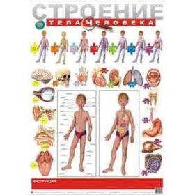 

Строение тела человека
