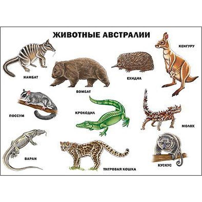 Какие животные обитают в австралии список Какие животные обитают в австралии список