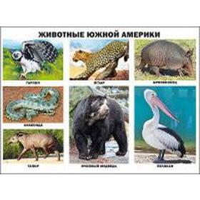 

Животные Южной Америки