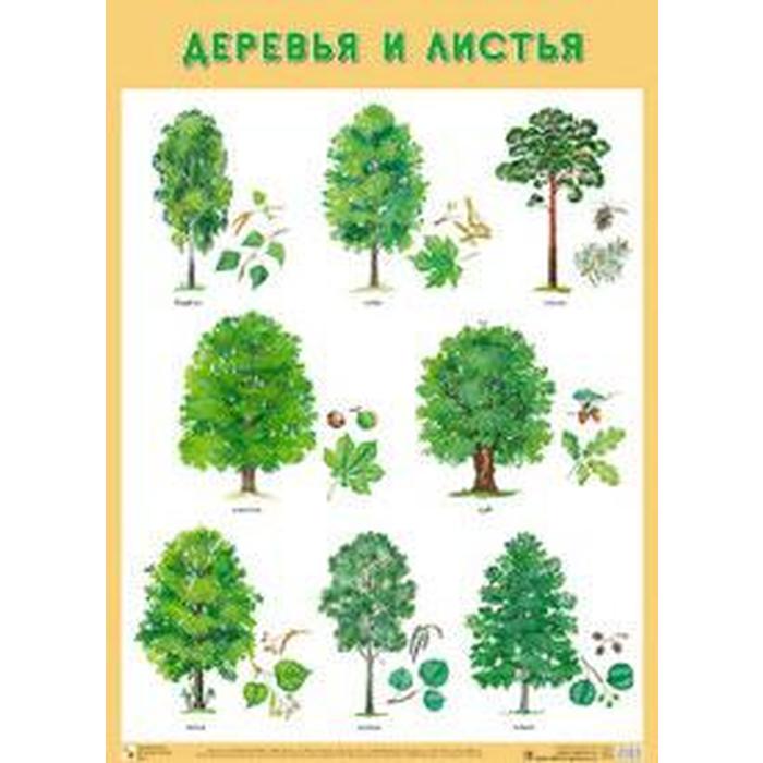 

Деревья и листья