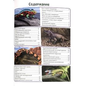 

Ящерицы большие и маленькие
