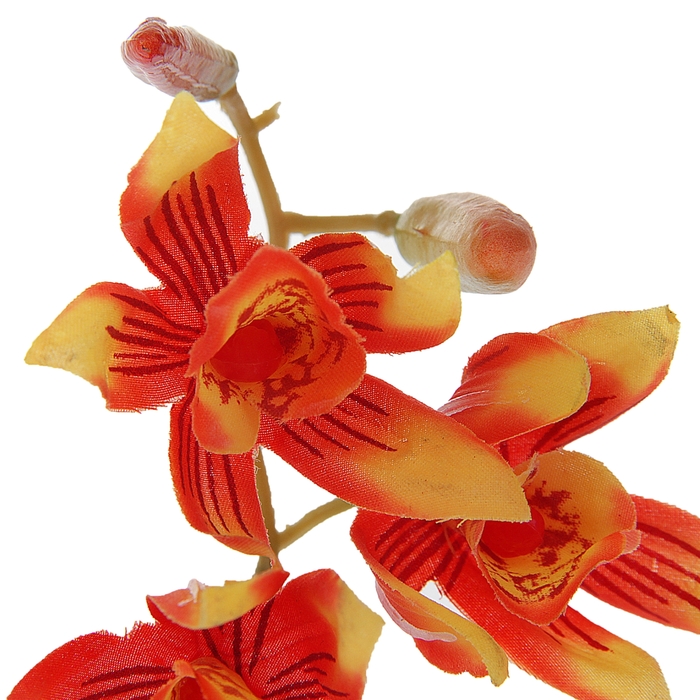 Композиция в горшке "Орхидея Хизис"