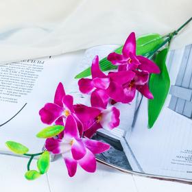 Цветы искусственные орхидея гастрорхис 70 см бело-фиолетовая Ош