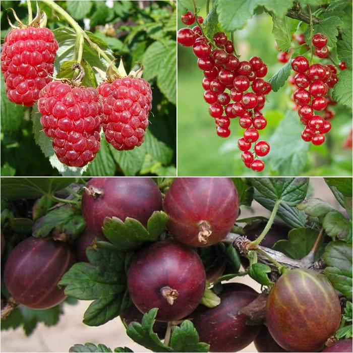 фото Микс три любимых ягоды №2 окс (открытый корень), набор 3 шт сады урала