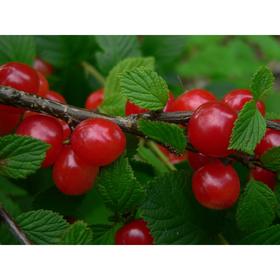 

Саженец Вишня войлочная, С3 горшок, высота 20-40 см