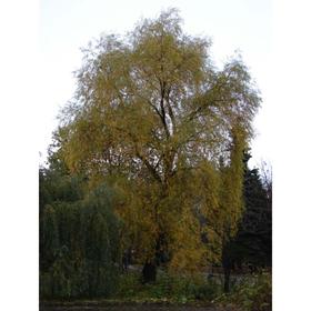 

Саженец Ива Бажова, С3 горшок, высота 80-100 см